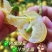 广西鸡心黄皮果当季新鲜现摘皮薄肉厚酸甜可口冷