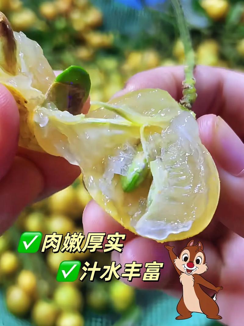 广西鸡心黄皮果当季新鲜现摘皮薄肉厚酸甜可口冷