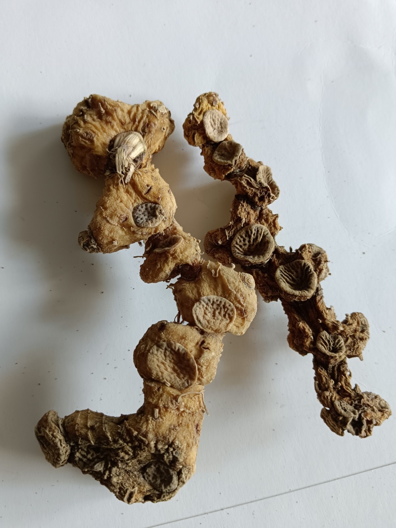 九华山野生黄精干货，一手货源，纯正野生下山货
