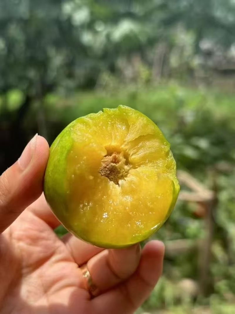 晚熟脱骨李子