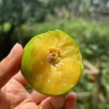 晚熟脱骨李子