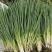 小葱