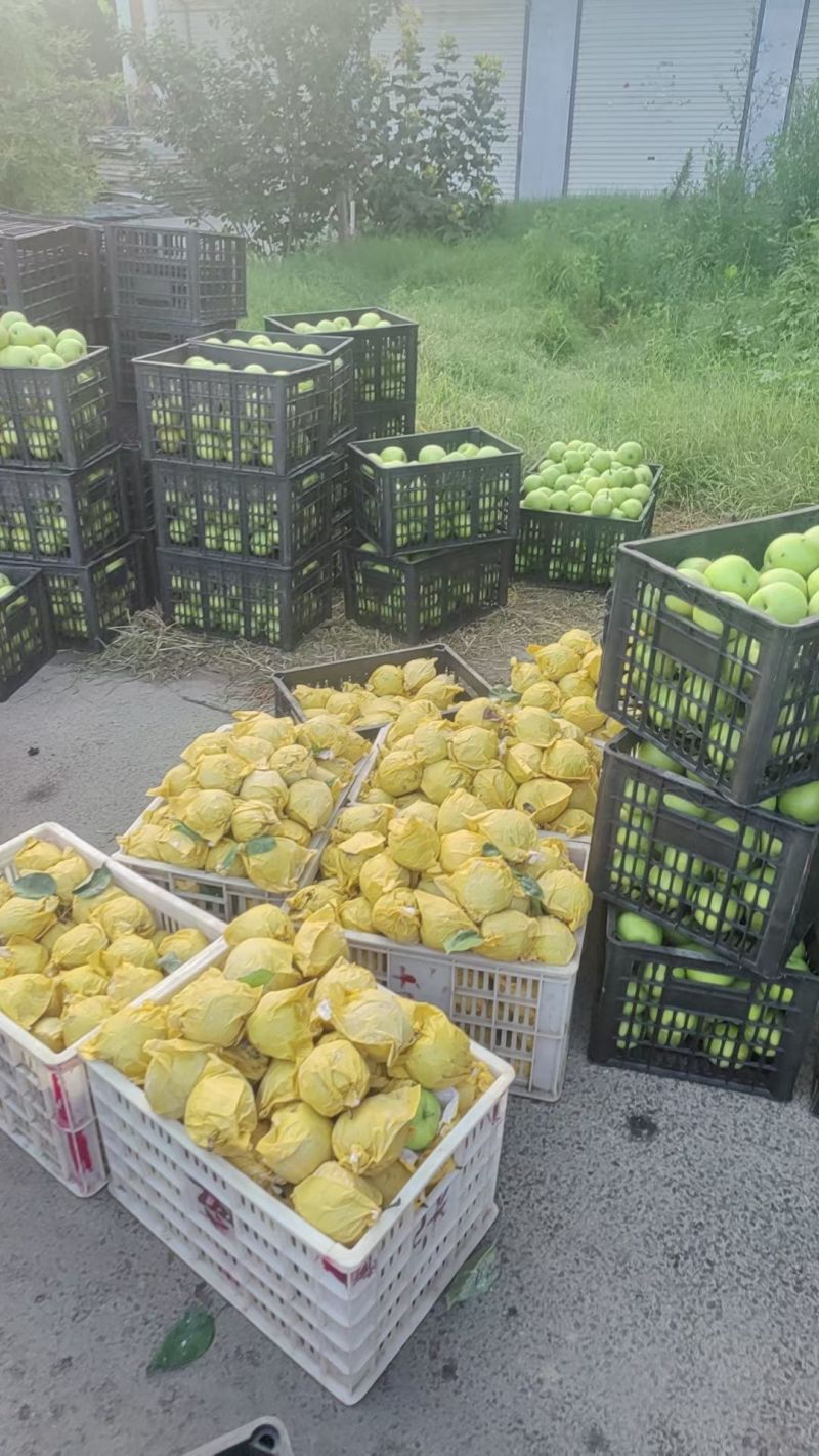 砀山皇冠梨青皮蜜梨连片果园种植口感脆甜好吃对接商超