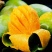 攀枝花凯特芒果大青芒果批发，支持电商一件代发