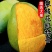 攀枝花凯特芒果大青芒果批发，支持电商一件代发