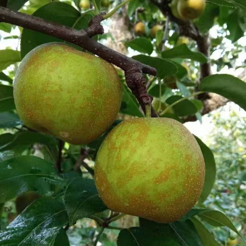 砀山翠冠梨连片果园种植口感蜜甜对接商超市场
