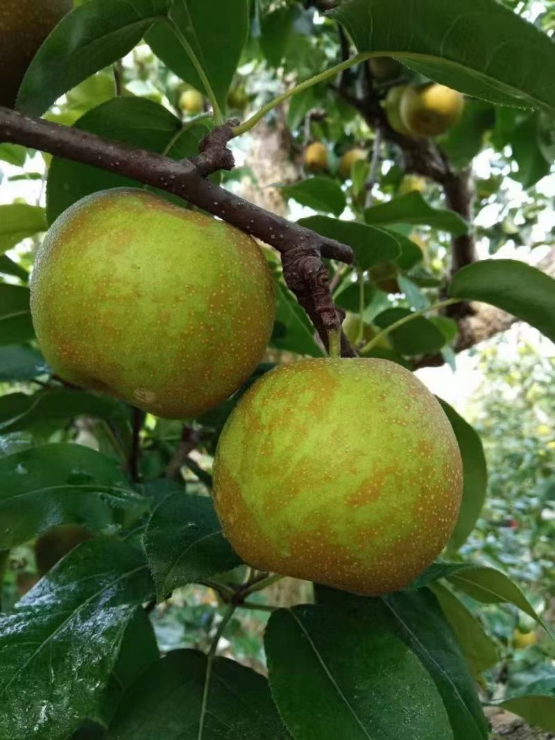 砀山翠冠梨连片果园种植口感蜜甜对接商超市场