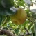砀山翠冠梨连片果园种植口感蜜甜对接商超市场