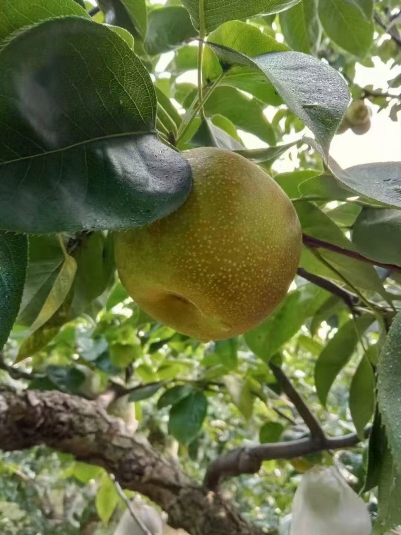 砀山翠冠梨连片果园种植口感蜜甜对接商超市场