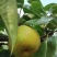 砀山翠冠梨连片果园种植口感蜜甜对接商超市场