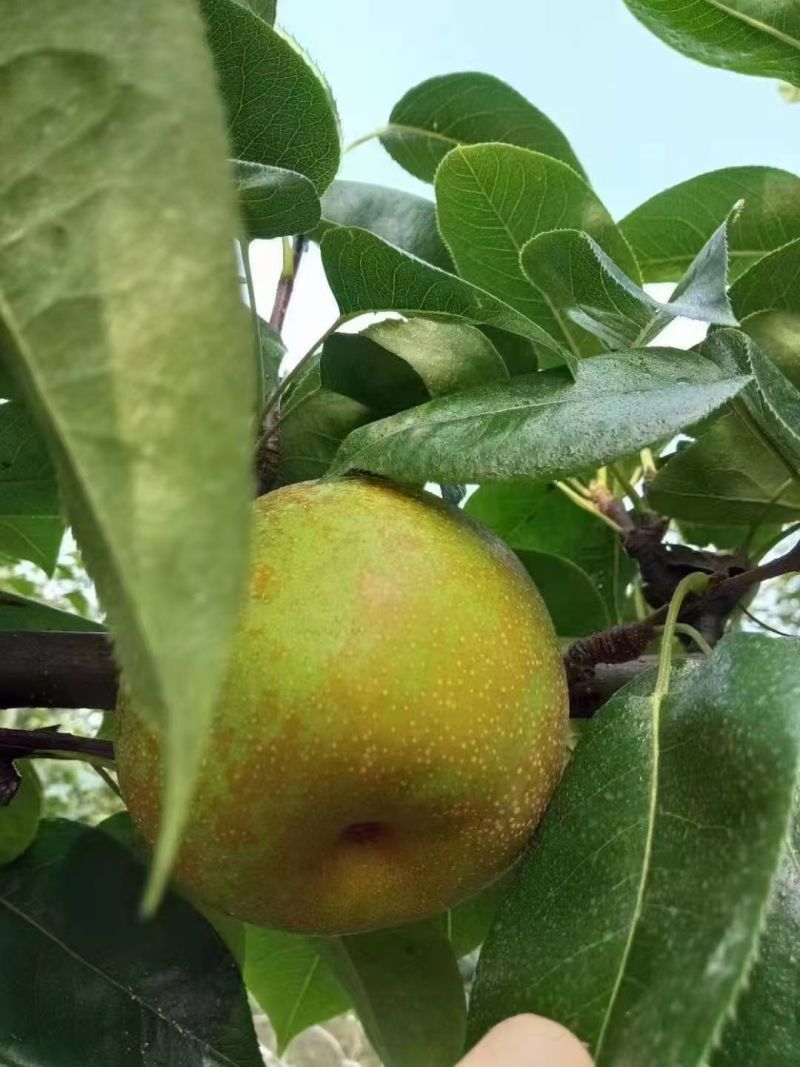 砀山翠冠梨连片果园种植口感蜜甜对接商超市场