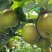 砀山翠冠梨连片果园种植口感蜜甜对接商超市场