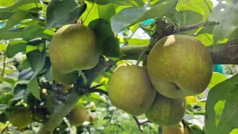 砀山翠冠梨连片果园种植口感蜜甜对接商超市场