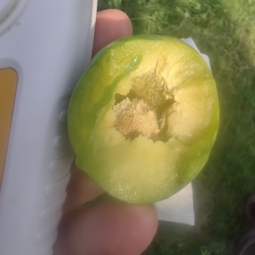 青脆李大棚