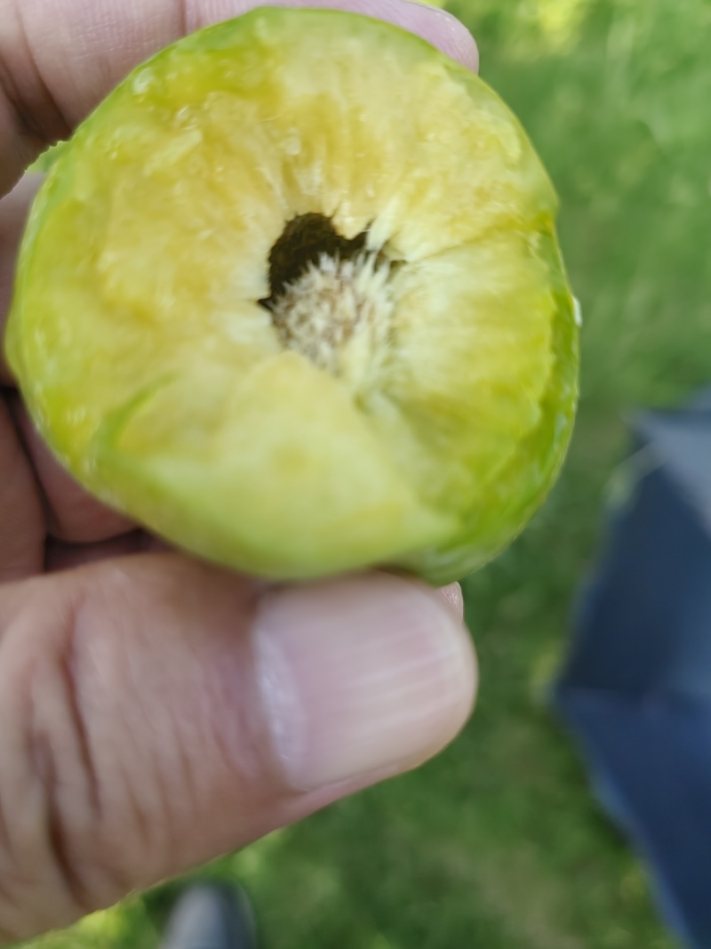 青脆李大棚