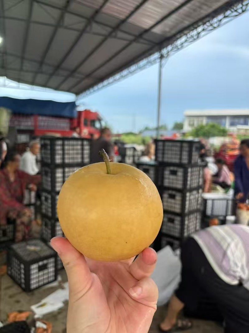 【实力】德阳鲜黄梨货源充足/精品鲜黄梨/可支持实地采摘