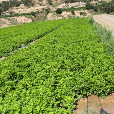 有需要大量的老板联系西芹