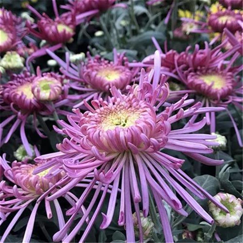 菊花盆栽鲜花直发黄菊花白菊花盆栽耐寒耐热