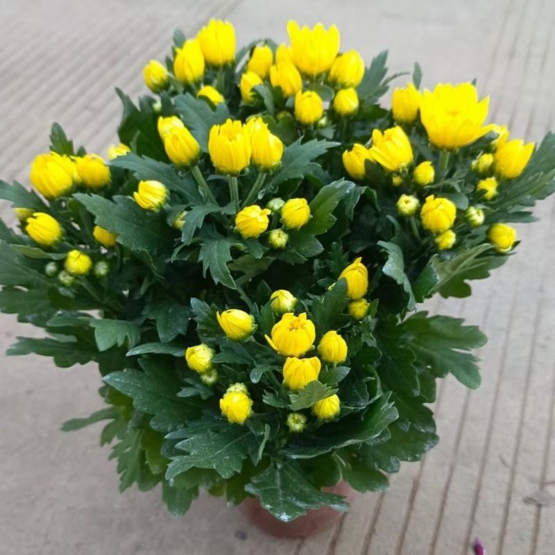 菊花盆栽鲜花直发黄菊花白菊花盆栽耐寒耐热
