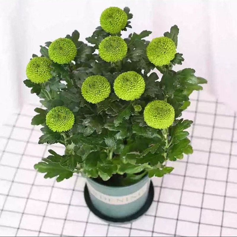 菊花盆栽鲜花直发黄菊花白菊花盆栽耐寒耐热
