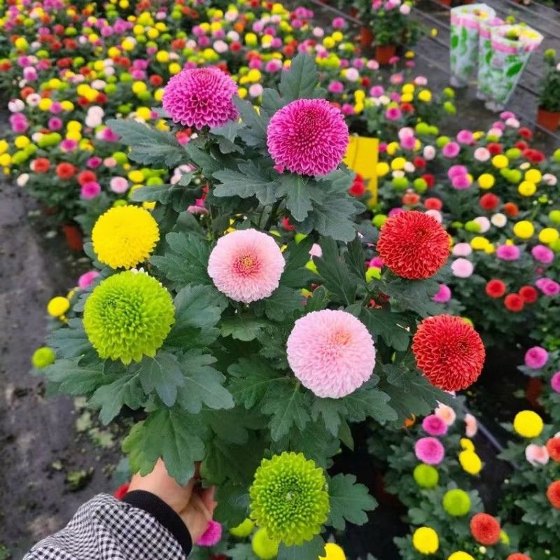 菊花盆栽鲜花直发黄菊花白菊花盆栽耐寒耐热