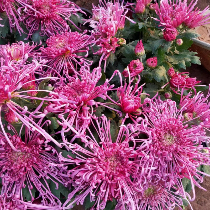 菊花盆栽鲜花直发黄菊花白菊花盆栽耐寒耐热