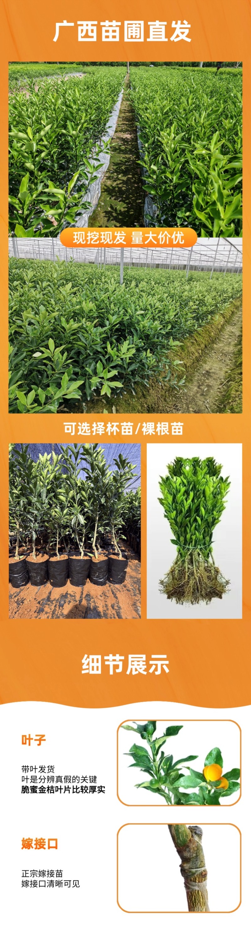广西脆蜜金桔苗嫁接苗裸根苗杯苗种植基地苗圃批发树苗
