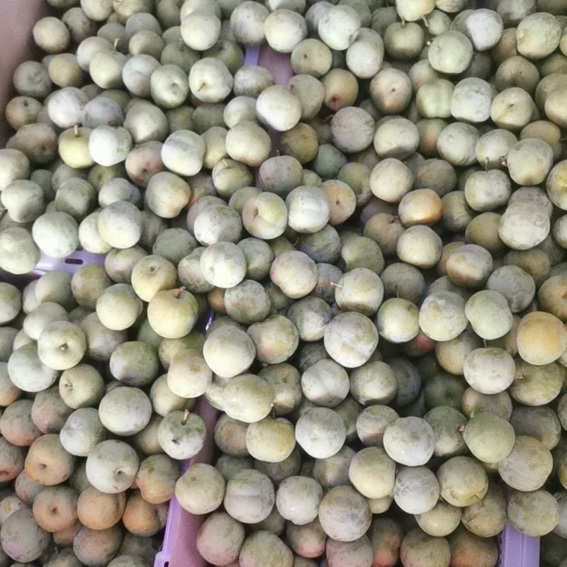 巫山脆李新货上市，热卖中