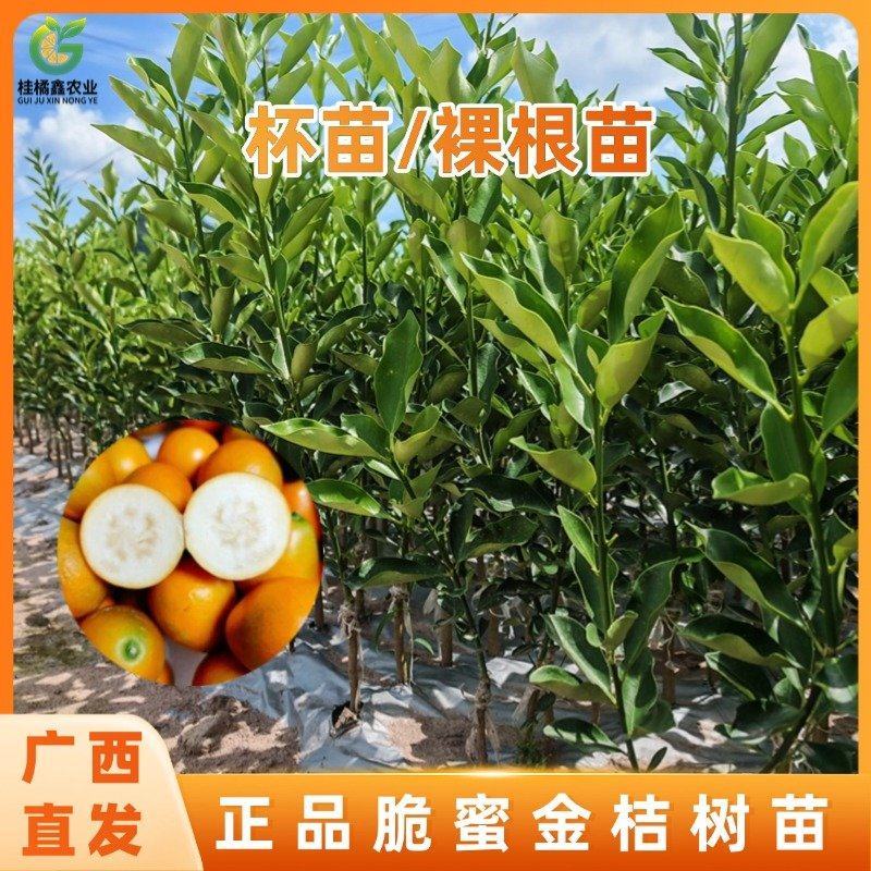 广西脆蜜金桔苗嫁接苗裸根苗杯苗种植基地苗圃批发树苗