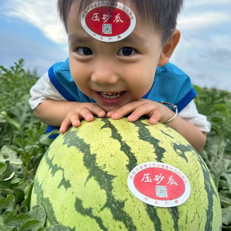 宁夏中卫硒砂瓜/石头瓜大量供应代发全国诚信合作欢迎来电