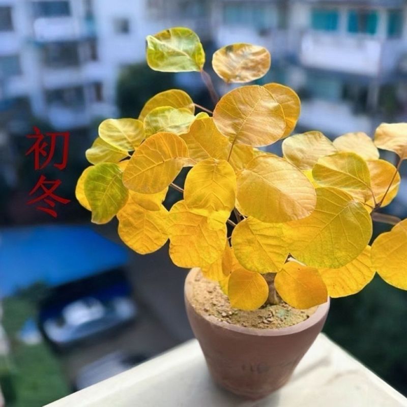 日本彩叶滨朴丛林茶台小盆景小盆栽多彩变色好养活室内绿植盆栽