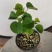 日本彩叶滨朴丛林茶台小盆景小盆栽多彩变色好养活室内绿植盆栽
