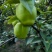 山东精品早酥梨七号媚梨大量上市质量保证可视频看货