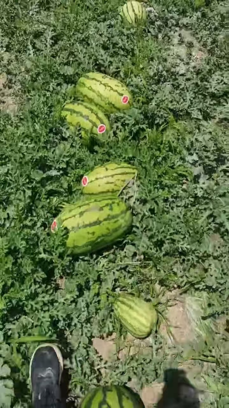 宁夏中卫金城五号硒砂瓜/压砂瓜大量接单产地直发欢迎来电