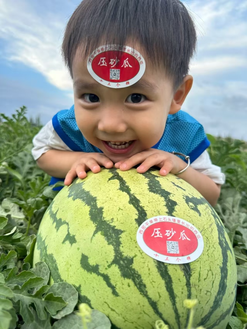 宁夏中卫金城五号硒砂瓜/压砂瓜大量接单产地直发欢迎来电