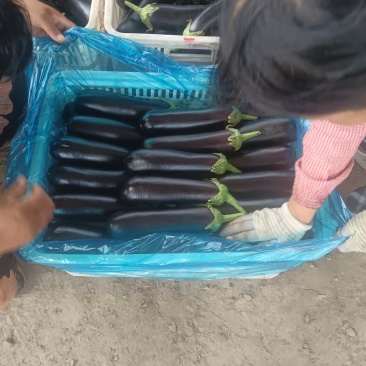 绿把长茄烧烤茄
