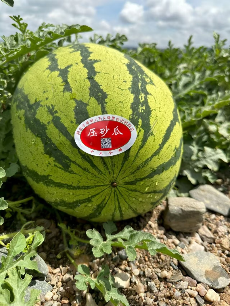 宁夏中卫金城五号硒砂瓜/压砂瓜大量接单产地直发欢迎来电