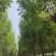 白蜡木枝杆