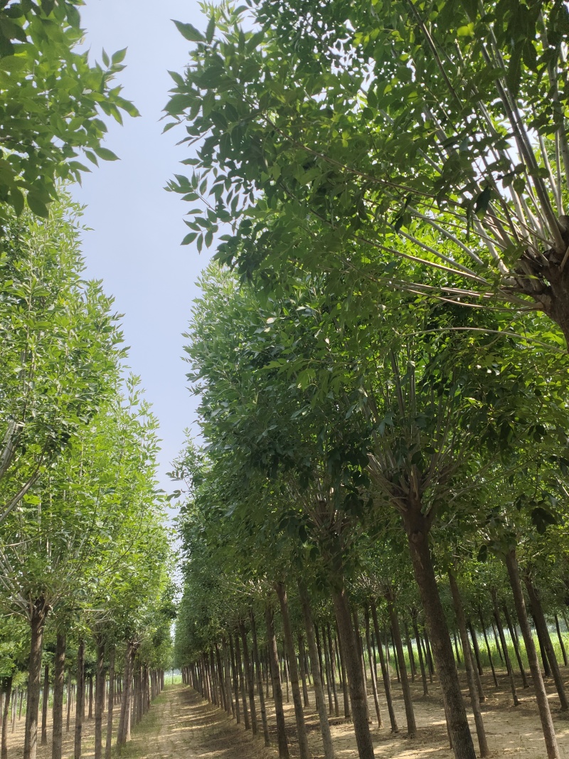 白蜡木枝杆