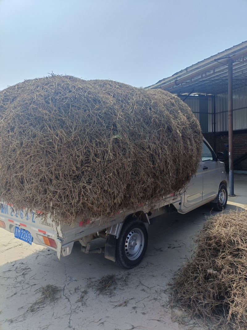 原产地直供柴胡***柴胡欢迎联系选购