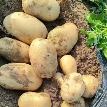 吉林沃土5号土豆软糯香甜新鲜上市品质好价格优走货快热卖中