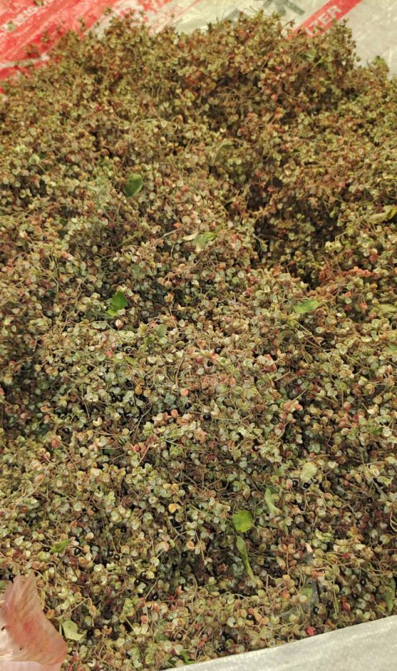 鲜花椒大量上市，产地直发，品质保证，服务周到，诚信经营