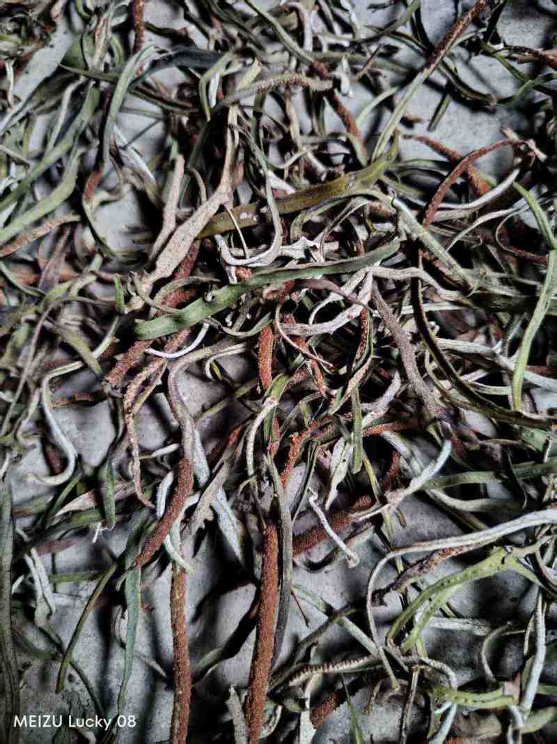 小叶石韦，干货