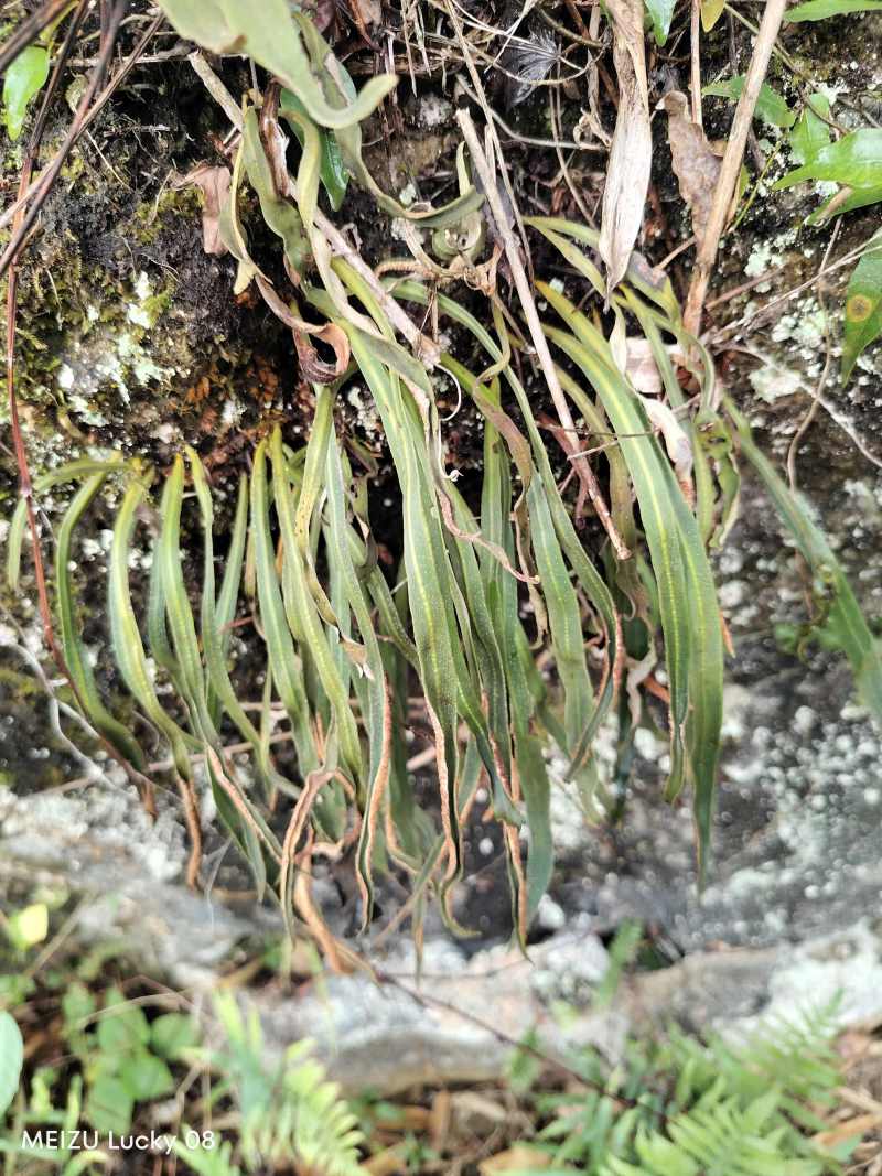 小叶石韦，干货
