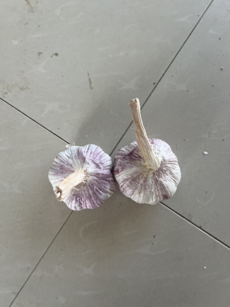 山东金乡大蒜紫皮大蒜无2025新蒜5-5.5