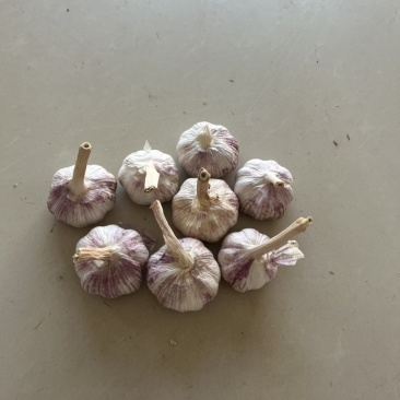 山东金乡大蒜紫皮大蒜无2025新蒜5-5.5