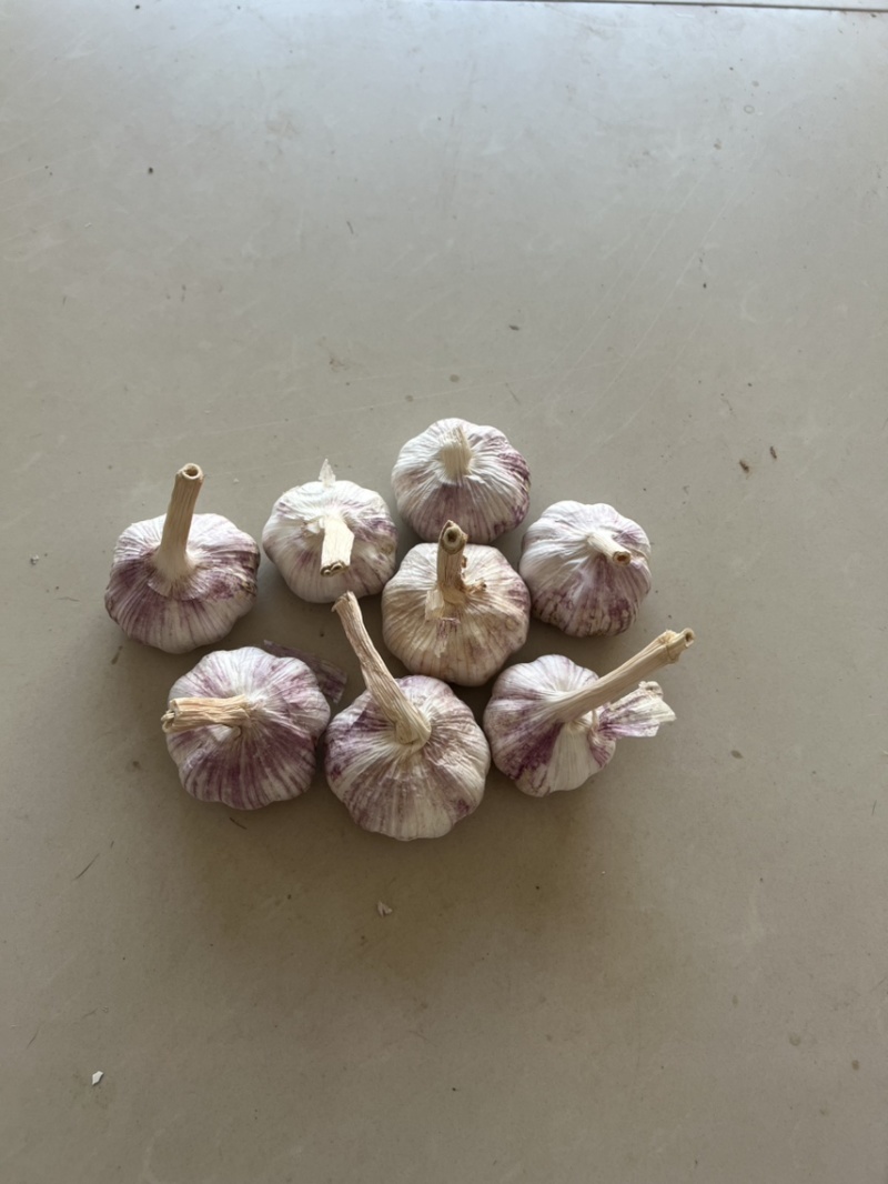 山东金乡大蒜紫皮大蒜无2025新蒜5-5.5