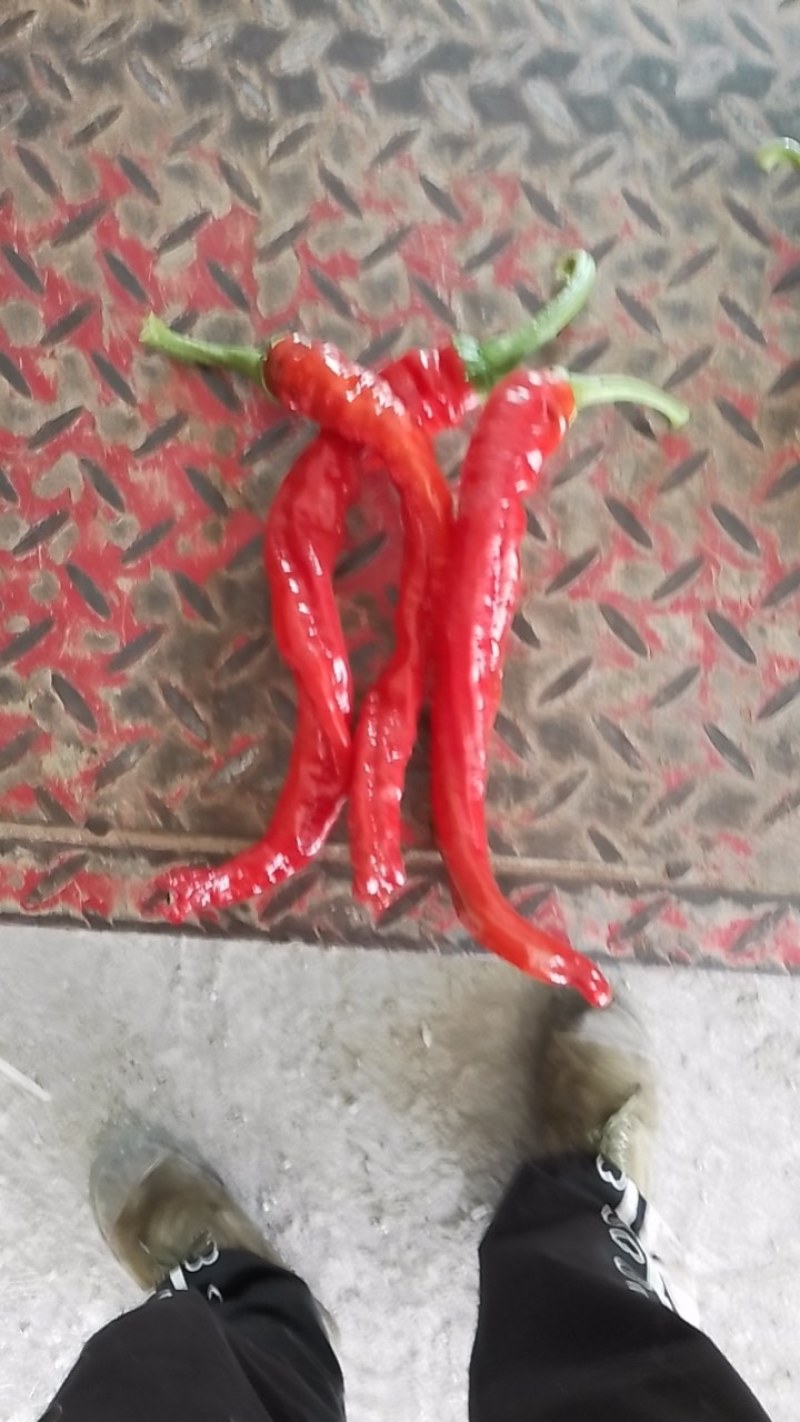 辣椒