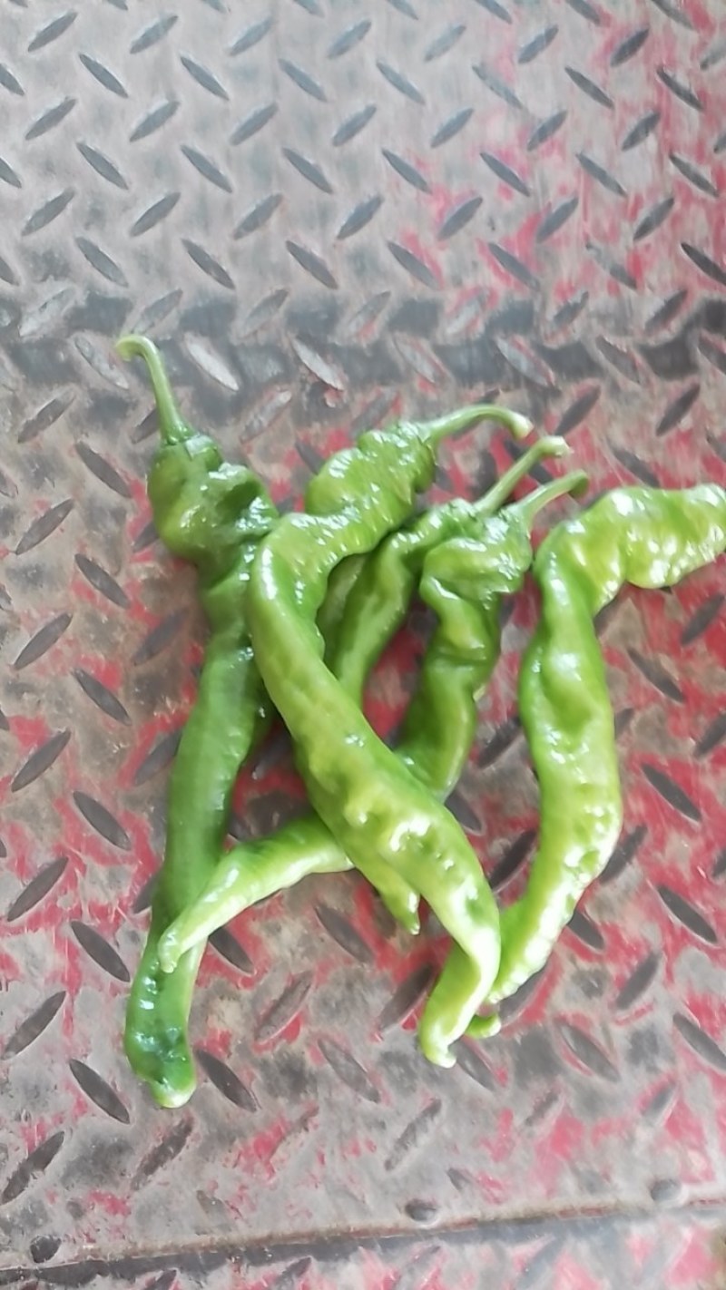 辣椒