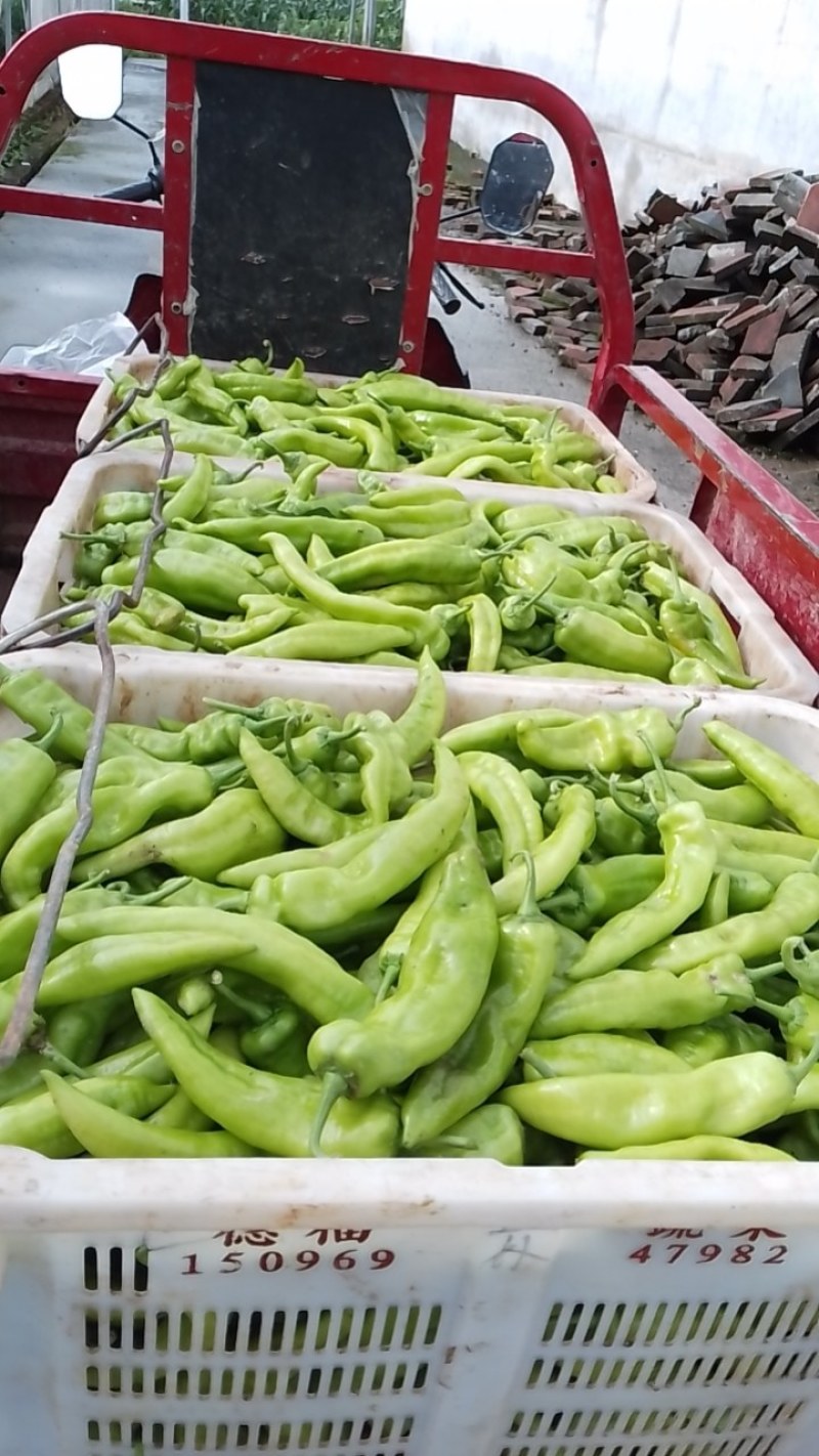 辣椒